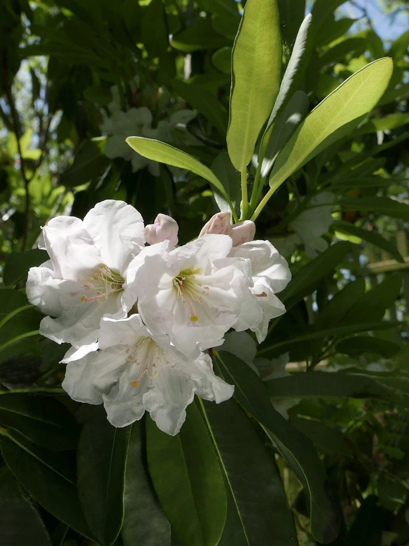 R. decorum AGM